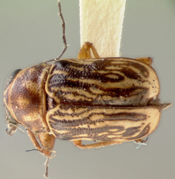 Media type: image; Entomology 8795   Aspect: habitus dorsal view